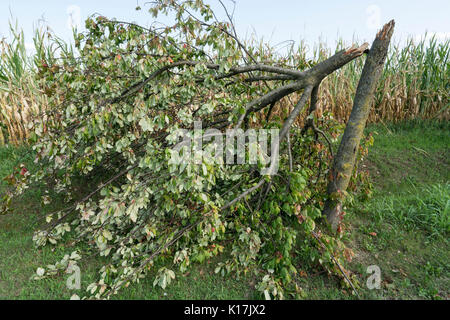 Un arbre arraché par le vent pendant une violente tempête Banque D'Images