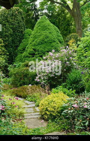 L'alberta nain epicéa (Picea glauca 'conica') et lilas (Syringa). design : Marianne et detlef lüdke Banque D'Images
