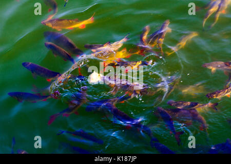 Le poisson-chat et poisson vit dans les étangs d'ide refroidir la centrale nucléaire de Tchernobyl. Dead zone radioactive. Conséquences de la catastrophe nucléaire de Tchernobyl, un Banque D'Images