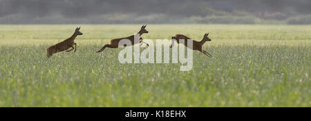 Les chevreuils triple saut au lever du soleil sur les hautes herbes d'un pré. Banque D'Images