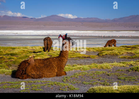 Troupeau de lamas dans la Laguna Colorada, sud lipez altiplano reserva Eduardo Avaroa, Bolivie Banque D'Images