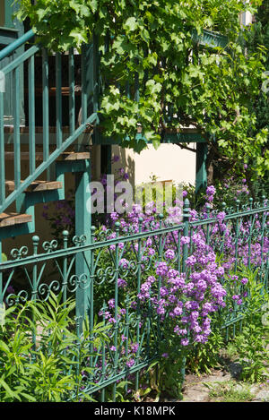 Vigne (Vitis) et sweet fusée (Hesperis matronalis) Banque D'Images