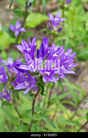 Bellflower campanula glomerata (en cluster) Banque D'Images