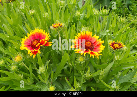 Couverture à grande fleur fleur (gaillardia x grandiflora 'kobold') Banque D'Images