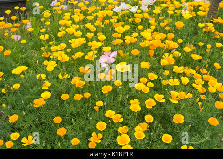 Pavot de Californie (Eschscholzia californica) et rose l'onagre (Oenothera speciosa) Banque D'Images