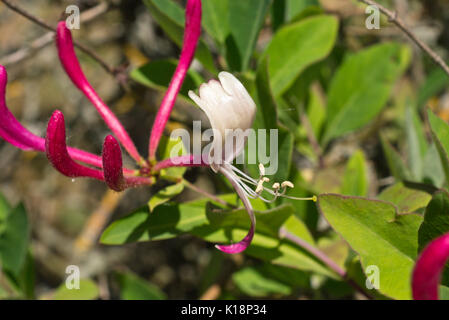 Chèvrefeuille (lonicera caprifolium italien) Banque D'Images