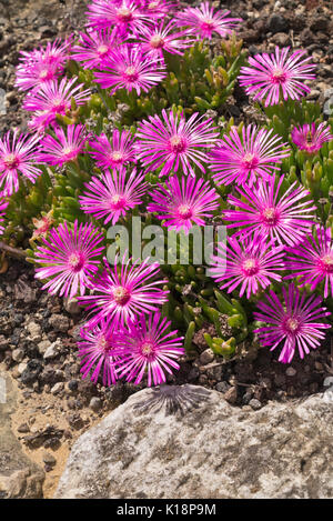 Hardy usine à glace (Delosperma cooperi) Banque D'Images
