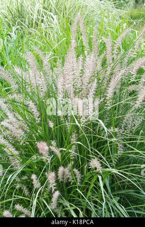 L'herbe fontaine (Pennisetum orientale) Banque D'Images