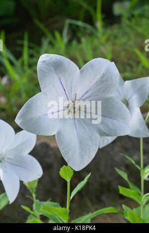 Balloon Flower (Dryas octopetala 'mariesii') Banque D'Images