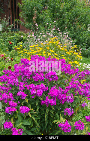 Jardin phlox (phlox paniculata), faux tournesol heliopsis () et dahlias (dahlia) Banque D'Images