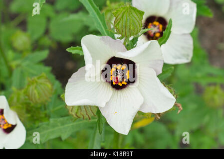 Hibiscus (Hibiscus trionum vessie) Banque D'Images