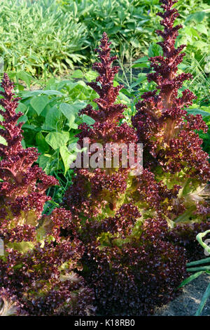 Des feuilles de la laitue (Lactuca sativa var. crispa 'Lollo Rosso') Banque D'Images