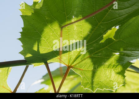 Les jeunes feuilles tendres vert de raisins sur un fond de ciel bleu au printemps. Banque D'Images