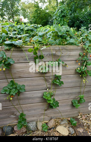 Jardin fraisier (Fragaria x ananassa) dans un lit Banque D'Images
