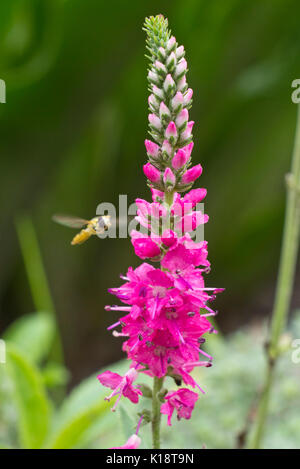 Véronique enrichis (Pseudolysimachion spicatum 'Rotfuchs' syn. Veronica spicata 'Rotfuchs') avec hover fly Banque D'Images