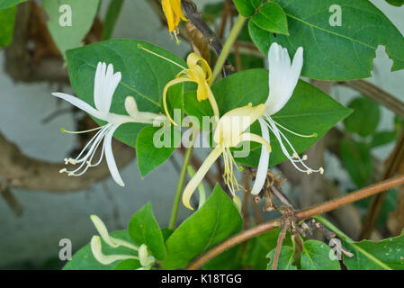 Chèvrefeuille du Japon (Lonicera japonica) Banque D'Images