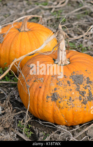 Huile styrienne la citrouille (Cucurbita pepo var. styriaca syn. Cucurbita pepo var. oleifera) Banque D'Images