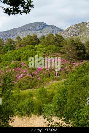 Paysage écossais avec des masses de rhododendrons sauvages, Rhododendron ponticum, mauvaise herbe envahissante, la floraison de fleurs magenta on rural hillside Banque D'Images