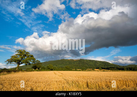 Menaces sur un champ de blé sous le Wrekin, Shropshire, England, UK Banque D'Images