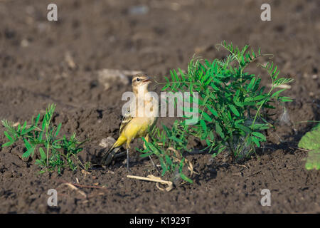 Motacilla flava sur herbe, bel oiseau, l'oiseau jaune Banque D'Images