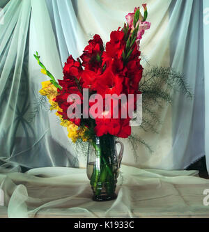 Avec Bouquet glaïeul colorés. Glaïeul rouge dans un vase contre rideaux chiffon blanc Banque D'Images