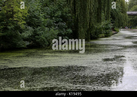 Regent's Canal. Londres, Royaume-Uni. Août 24, 2017. Météo britannique. Les gens le long de Regent's Canal couvert de lentilles d'un ciel couvert mais chaud après-midi. Credit : Dinendra Haria/Alamy Live News Banque D'Images