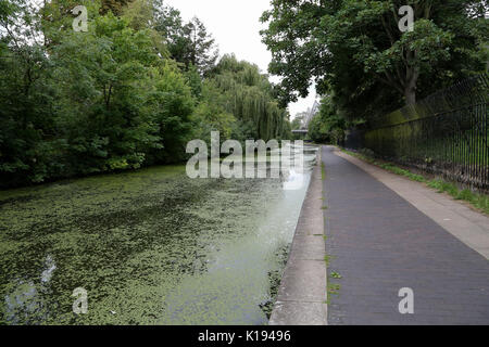 Regent's Canal. Londres, Royaume-Uni. Août 24, 2017. Météo britannique. Regent's Canal couvert de lentilles d'un ciel couvert mais chaud après-midi. Credit : Dinendra Haria/Alamy Live News Banque D'Images