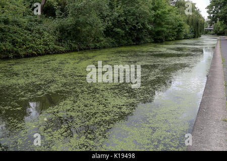 Regent's Canal. Londres, Royaume-Uni. Août 24, 2017. Météo britannique. Regent's Canal couvert de lentilles d'un ciel couvert mais chaud après-midi. Credit : Dinendra Haria/Alamy Live News Banque D'Images