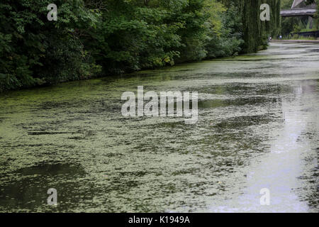 Regent's Canal. Londres, Royaume-Uni. Août 24, 2017. Météo britannique. Regent's Canal couvert de lentilles d'un ciel couvert mais chaud après-midi. Credit : Dinendra Haria/Alamy Live News Banque D'Images