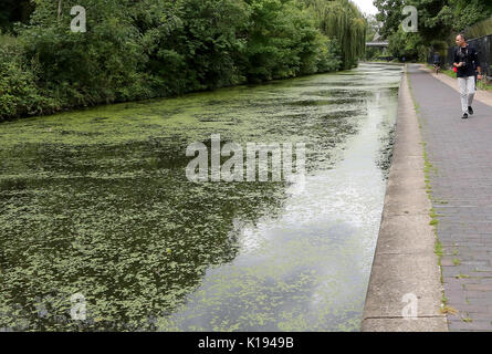 Regent's Canal. Londres, Royaume-Uni. Août 24, 2017. Météo britannique. Les gens le long de Regent's Canal couvert de lentilles d'un ciel couvert mais chaud après-midi. Credit : Dinendra Haria/Alamy Live News Banque D'Images