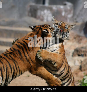 Closeup portrait de deux tigres Indochinois, jouant dans le lac dans le temple bouddhiste de Tiger, Kanchanaburi, Thaïlande Banque D'Images