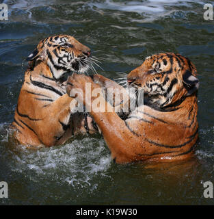 Closeup portrait de deux tigres Indochinois, jouant dans le lac dans le temple bouddhiste de Tiger, Kanchanaburi, Thaïlande Banque D'Images