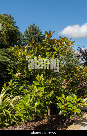 Magnolia grandiflora ferruginea, le sud de magnolia, en fleurs, qui a un feuillage brillant greeen et très parfumées de fleurs. Banque D'Images