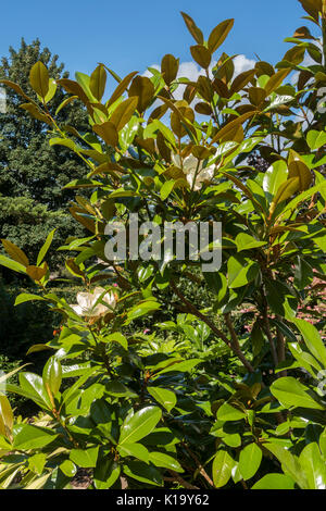 Magnolia grandiflora ferruginea, le sud de magnolia, en fleurs, qui a un feuillage brillant greeen et très parfumées de fleurs. Banque D'Images