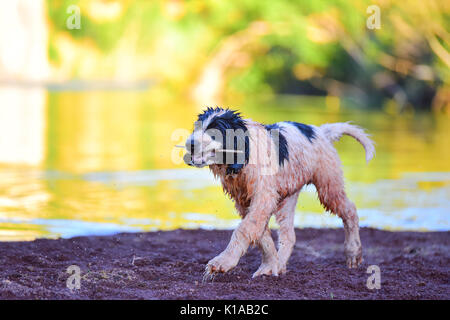Chiot Chien landseer Banque D'Images