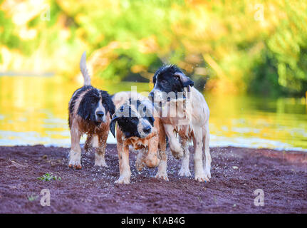 Chiot Chien landseer Banque D'Images