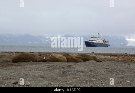 Les Morses, Odobenus rosmarus, groupe d'adultes dormant sur plage avec bateau de croisière dans l'arrière-plan. Prise en Juin, Spitsbergen, Svalbard, Norvège Banque D'Images