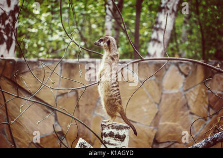 Meerkat ou Suricate dans le zoo. Une peur meerkat moignon en bois à dans la distance. Banque D'Images