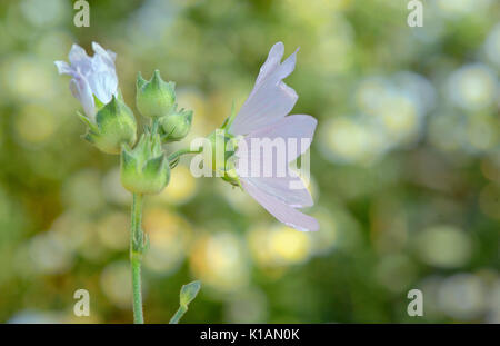 Malva neglecta fleur dans l'heure d'été Banque D'Images