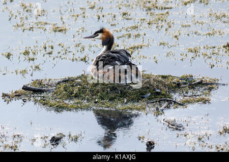 Podiceps cristatus - communément grèbe huppé - avec des oeufs/oisillons dans un nid flottant à l'abri des prédateurs Banque D'Images