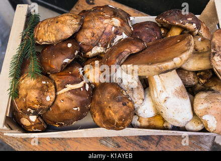 Penny bun, champignons boletus edulis, sur l'écran en face d'un restaurant dans le centre-ville historique de Rome Banque D'Images