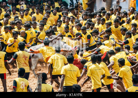 Jallikattu (Bull Taming Festival) célébrés à travers Tamilnadu dans le cadre de la célébration de la culture. Banque D'Images