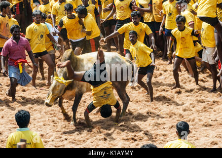 Jallikattu (Bull Taming Festival) célébrés à travers Tamilnadu dans le cadre de la célébration de la culture. Banque D'Images