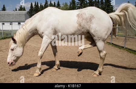 White american Paint horse. Banque D'Images