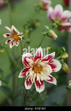 Dahlia 'Fashion Monger' Banque D'Images