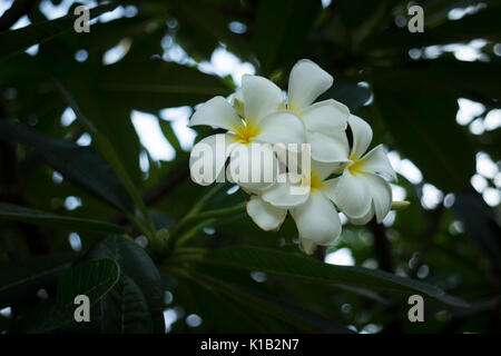 Doux parfum de fleurs de frangipanier blanc dans le jardin. Banque D'Images