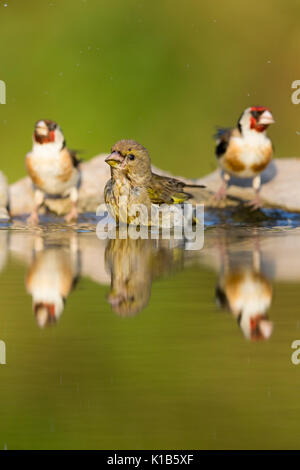 Verdier d'Europe Carduelis chloris, femme, et deux chardonneret élégant Carduelis carduelis, piscine à Woodland, Tiszaalpár, la Hongrie en Juillet. Banque D'Images