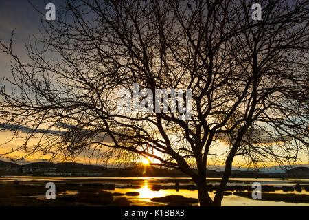 Arbre au coucher du soleil. Santoña, Victoria et Joyel Parc Naturel des marais. Colindres, Cantabrie, Espagne. Banque D'Images