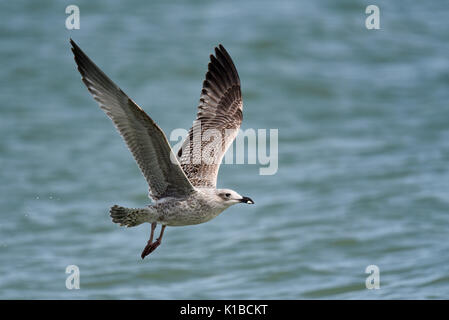 Mouette argentée juvénile Larus argentatus volant bas au-dessus de la mer transportant une prise de nourriture dans son bec. Famille des Gull Laridae Banque D'Images