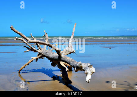 Tronc d'arbre sur la plage. Un tronc sec dans le sable de la plage à marée basse à Porto Seguro, Bahia, Brésil. Banque D'Images